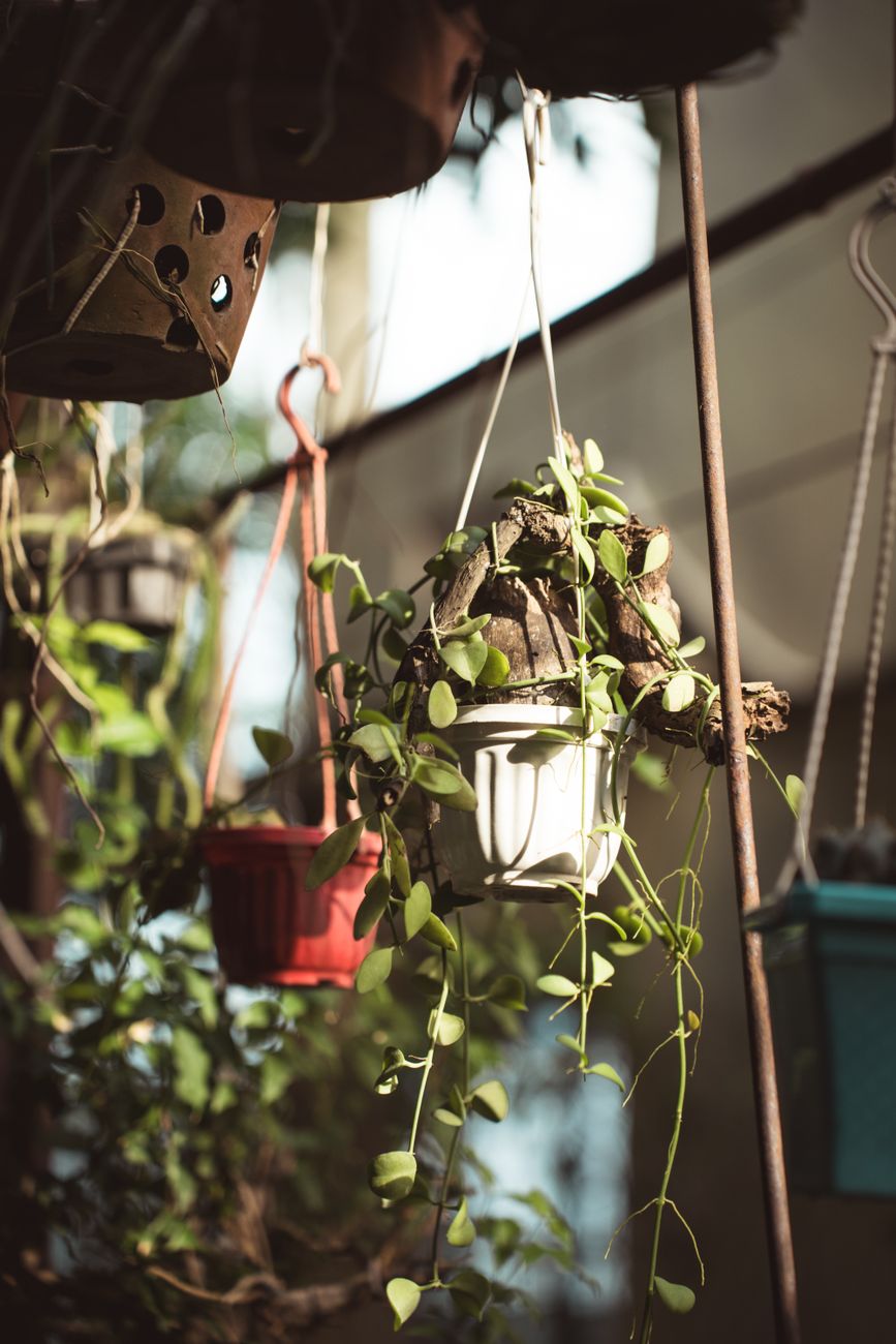 hanging pots with greenery in sunlit greenhouse